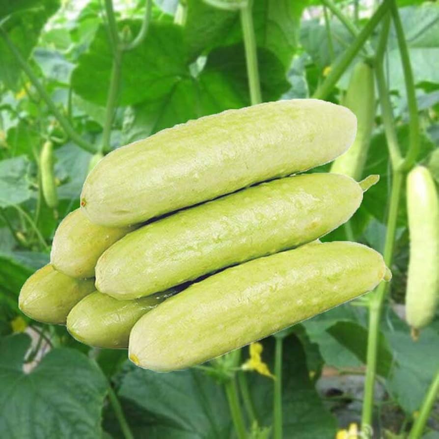 Peach White Cucumber Cucumis sativus for planting in urban garden